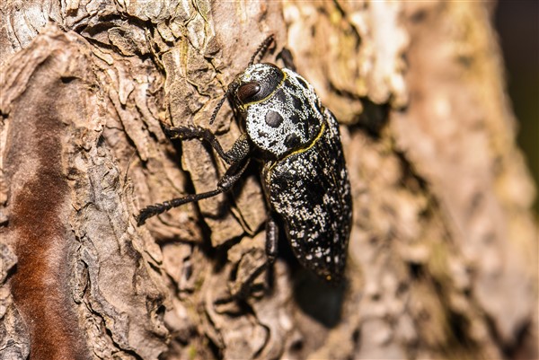 חיפושית הקפנודיס על גזע עץ