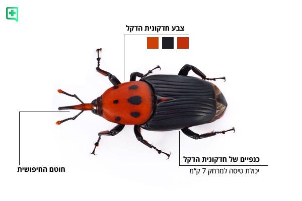 חדקורנית הדקל האדומה