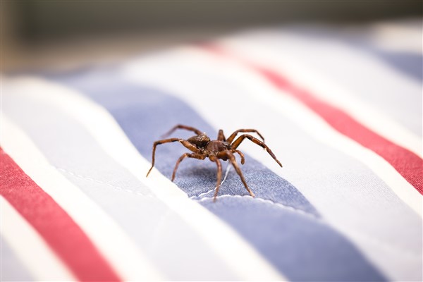 עכביש מתהלך על שמיכה