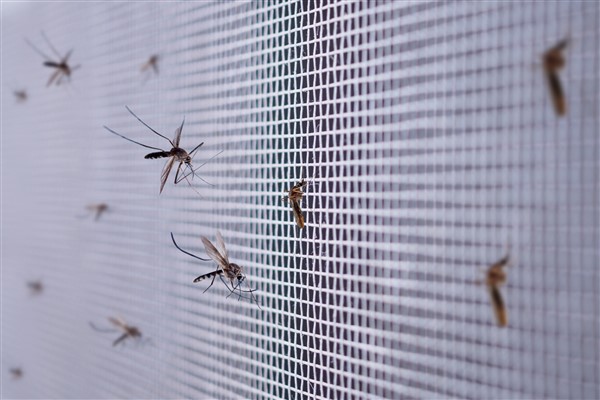 מכת יתושים בבית