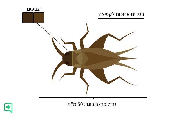 איך נראה צרצר