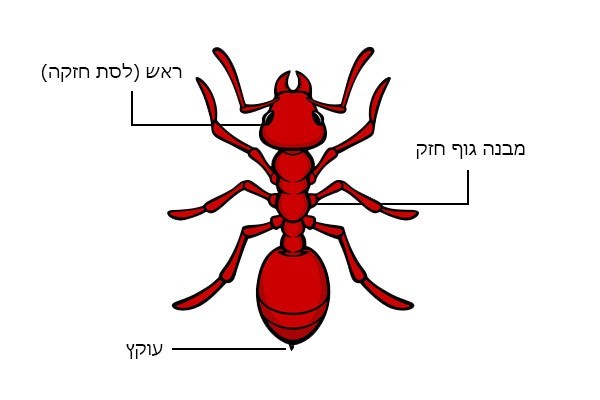 איך נראת נמלת האש