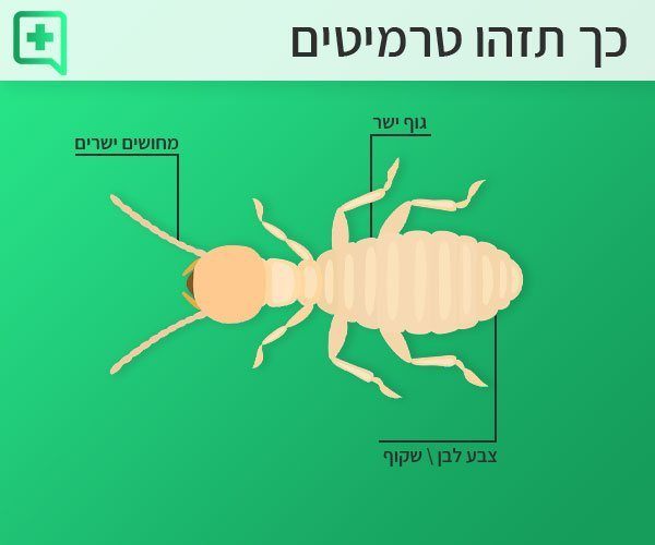 כך תזהו טרמיטים