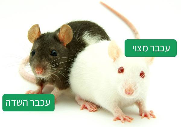 סוגי עכברים