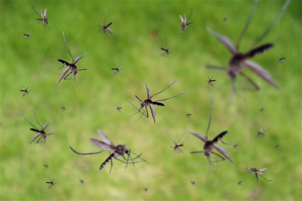 יתושים בבית