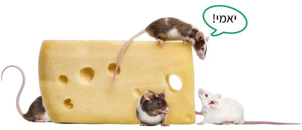 מה אוכלים עכברים