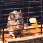 שיטות ללכידת עכברים