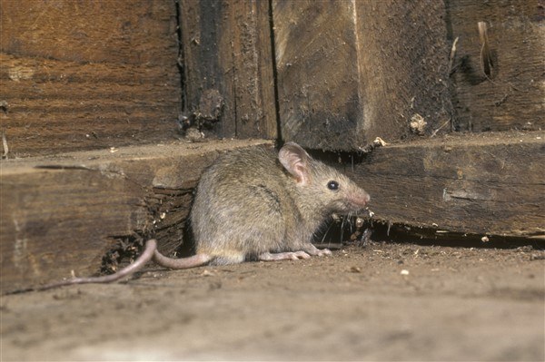 עכבר בגבעתיים