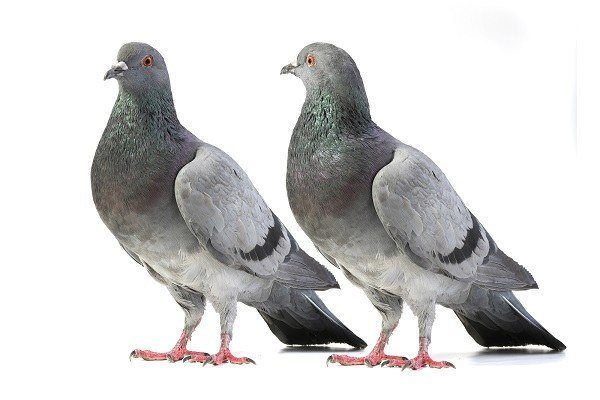 הרחקת יונים הרחקת יונים