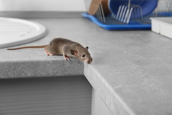הדברת עכברים באשקלון