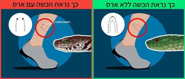 כך מזהים הכשרה מנחש ארסי