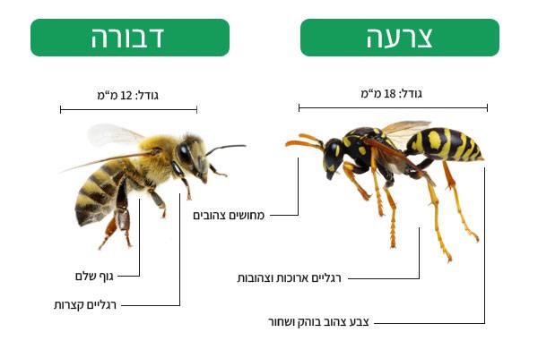 צרעה או דבורה