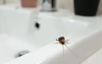 למה ג'וקים יוצאים מהכיור?