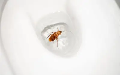 איך ג'וקים מגיעים לאסלה?