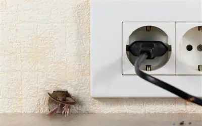 מה הסימנים לעכבר בתוך הקיר?
